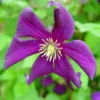 Clematis Etoile Violette P11