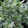 Euonymus Microphyllus Albovariegatus 13