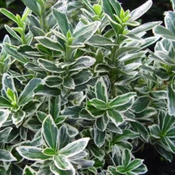 Euonymus Microphyllus Albovariegatus 13