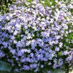 Phlox Subulata Blauw Kruipphlox X 3
