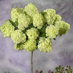 Hortensia Paniculata Limelight Op Stam