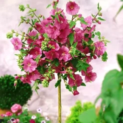 Malva Lavatera Bredon Springs Op Stam