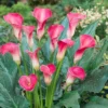Zantedeschia Pink 13 Cm Pot