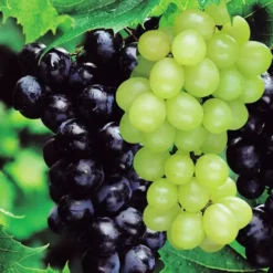 Druiven Collectie Blauw En Wit