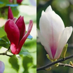 Magnolia Combo Susan/Soulangeana
