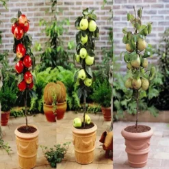 Laagstam Appels- En Perenboom Collectie