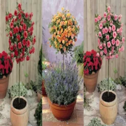 Meillandina Mini Stamroos Collectie