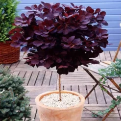 Stamboom Cotinus Royal Purple