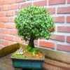 Bonsai Ulmus Parvifolia 20cm Pot 9 Jaar