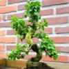 Bonsai Ligustrum 20cm Pot 9 Jaar Oud