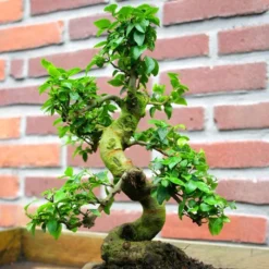 Bonsai Ligustrum 20cm Pot 9 Jaar Oud
