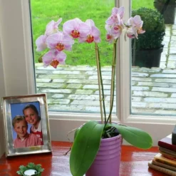 Phlalaenopsis Orchidee Pink Striped