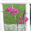 Violetkleurige Dwerg Phalaenopsis
