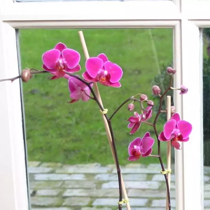 Violetkleurige Dwerg Phalaenopsis 1 Violetkleurige Dwerg Phalaenopsis