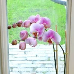 Phalaenopsis Soft Pink