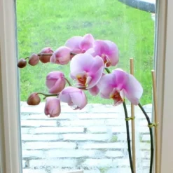 Orchidee Phalaenopsis Roze