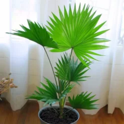 Livistona Palm Tree 14cm
