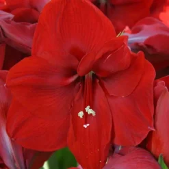 Amaryllis Rood In Pot