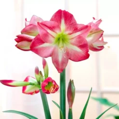 Amaryllis Exposure