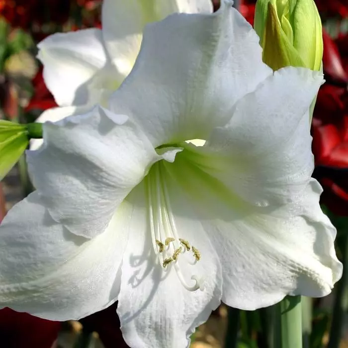 Amaryllis Wit In Pot 1 Amaryllis Wit In Pot