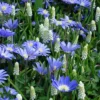 Muscari En Anemonen Blanda Combo X 60