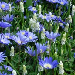 Muscari En Anemonen Blanda Combo X 60