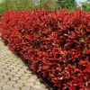 Photinia Fraseri Red Robin Haag X 5