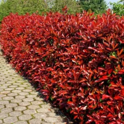 Photinia Fraseri Red Robin Haag X 5