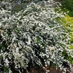 Bloeiende Heestertuin -Tuinplanten fd12888wh jpg