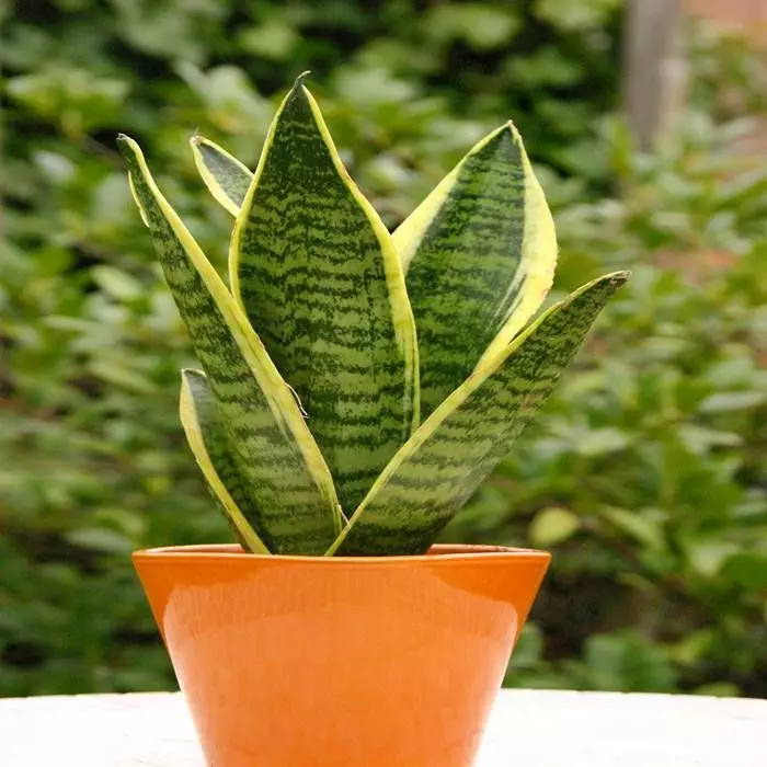 Sansevieria Trifasciata Laurentii P9 1 Sansevieria Trifasciata Laurentii P9
