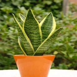 Sansevieria Trifasciata Laurentii