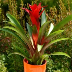 Bromelia Guzmania Rood