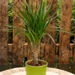 Tuinplanten -Tuinplanten fd13312wh jpg