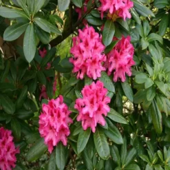 Rhododendron Anah Kruschke