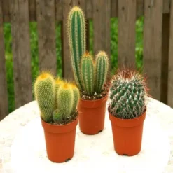 Cactii Mix Van 3 Soorten