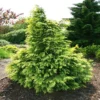 Chamaecyparis Lawsoniana Sunkist