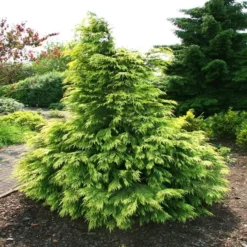 Chamaecyparis Lawsoniana Sunkist