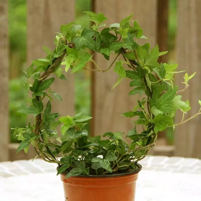 Hedera Helix Ring (Klimop) 1 Hedera Helix Ring (Klimop)