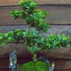 Bonsai Ilex 14 Jaar Oud