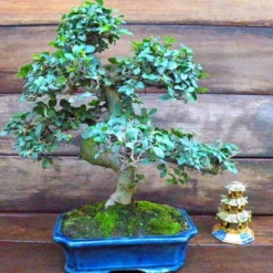 Bonsai Ulmus Parvifolia (Olm) Schaal 25