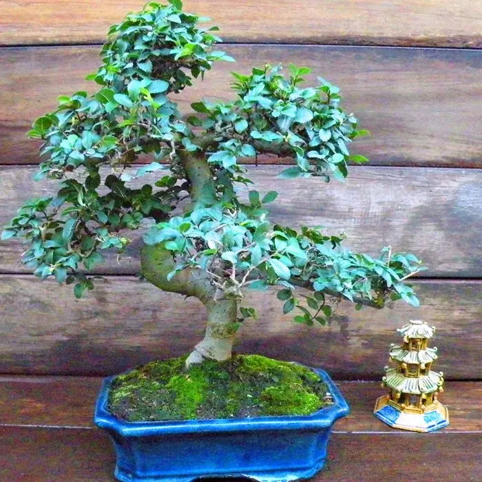 Bonsai Ulmus Parvifolia (Olm) Schaal 25 1 Bonsai Ulmus Parvifolia (Olm) Schaal 25