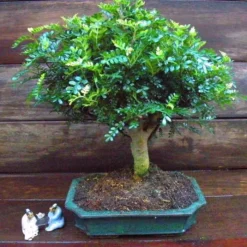 Bonsai Zanthoxylum Broom 12 Cm Pot