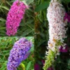 Buddleja Vlinderstruiken Collectie X 3