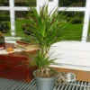 Standard Dracaena Marginata 21 Cm 80/100