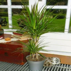 Standard Dracaena Marginata 21 Cm 80/100