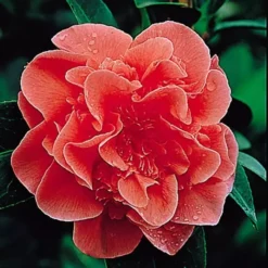 Camellia Japonica Red 15 Cm Pot