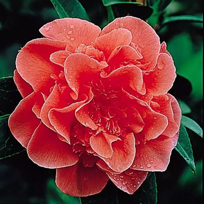 Camellia Japonica Red 15 Cm Pot 1 Camellia Japonica Red 15 Cm Pot
