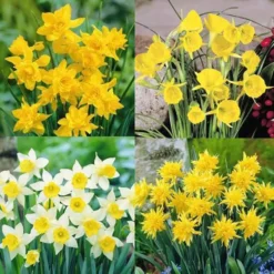 Narcissen Collectie 4 Soorten