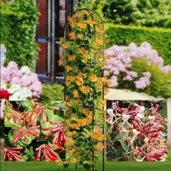 Kamperfoelie Collectie