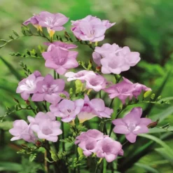 Serenity Tuin -Tuinplanten fd13895wh jpg